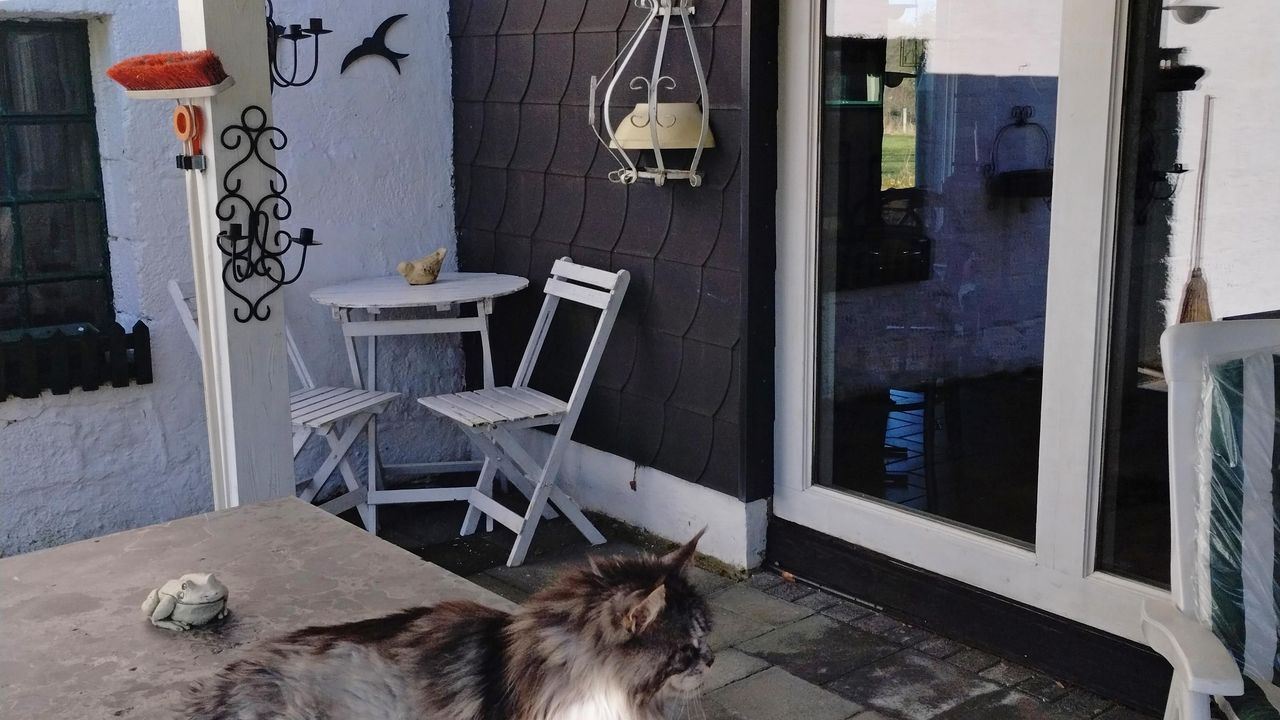 Terrasse mit Hauskater Terrasse mit Hauskater